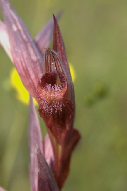 Serapias vomeracea e cordigera con ibridi dalla Lucania